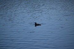 Gavia immer image