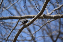 Junco hyemalis image