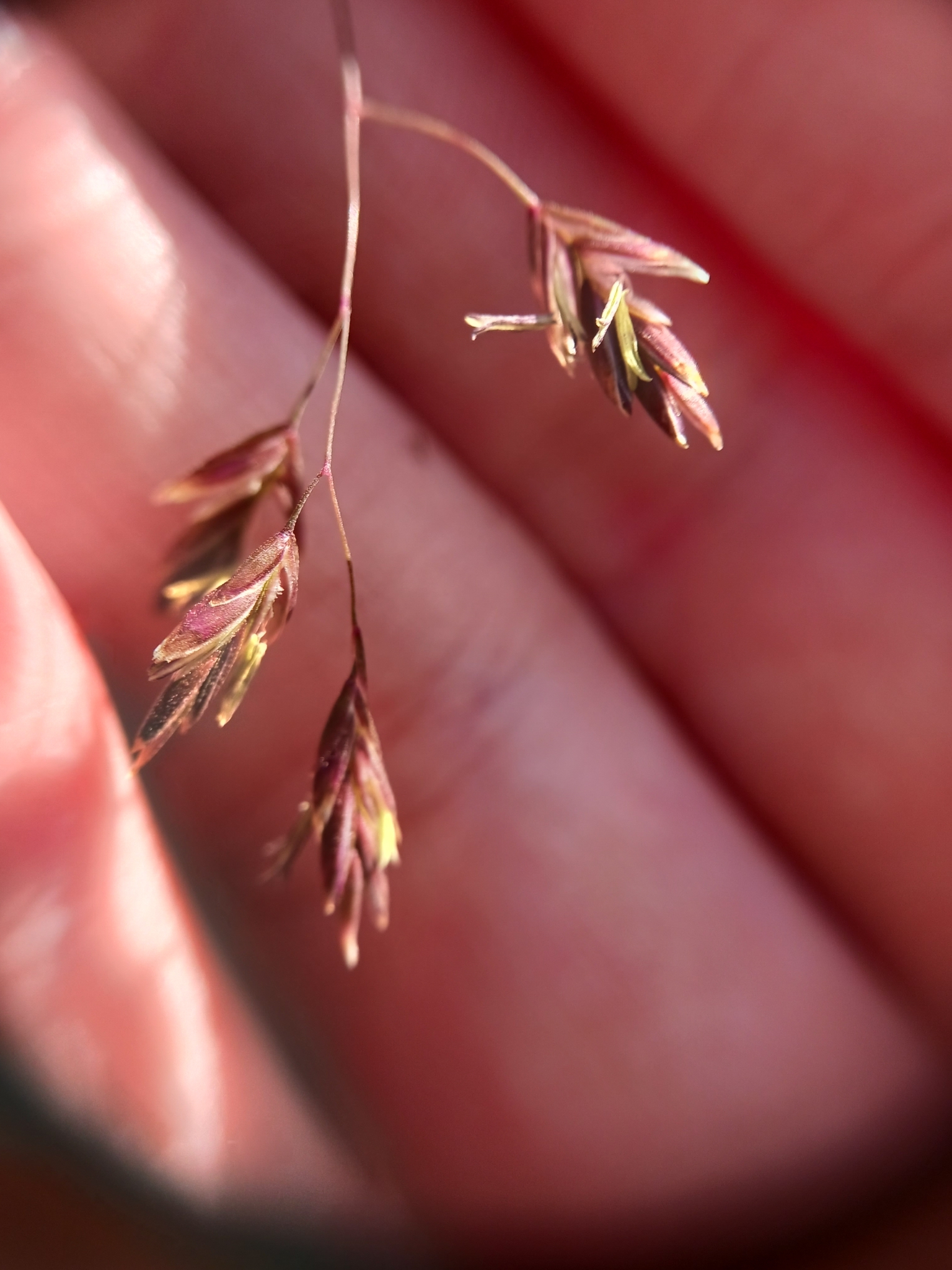 Poa leibergii