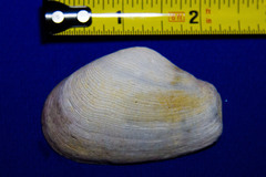 Platyodon cancellatus