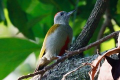 Chloropicus spodocephalus