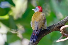 Chloropicus spodocephalus