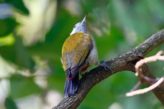 Chloropicus spodocephalus
