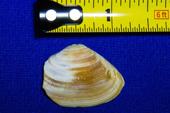 Mactrotoma californica