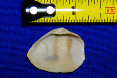 Mactrotoma californica