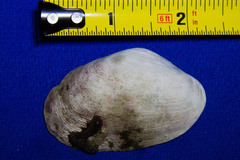 Platyodon cancellatus