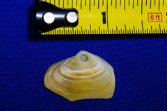 Mactrotoma californica