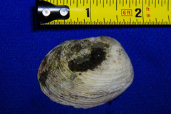 Semele rupicola
