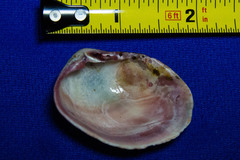 Semele rupicola