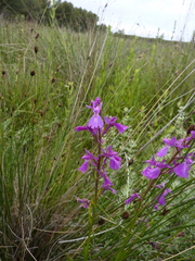 Anacamptis palustris