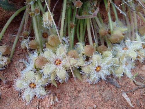Gonostemon glanduliflorus (Masson) P.V.Heath