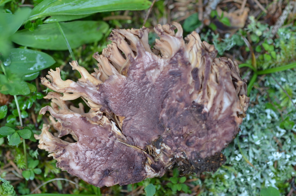 Ramaria bataillei