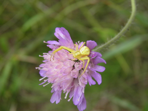Geltonasis Žiedvoris