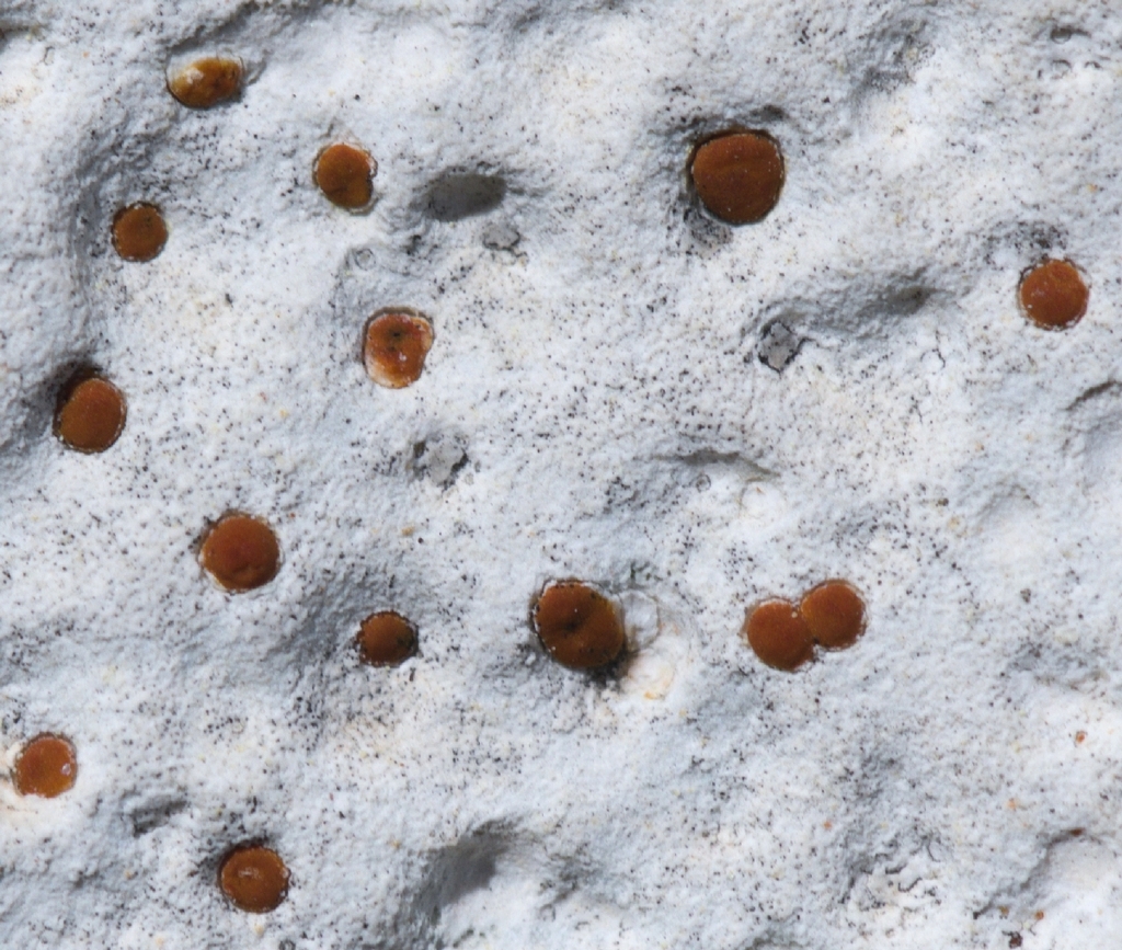 Protoblastenia incrustans