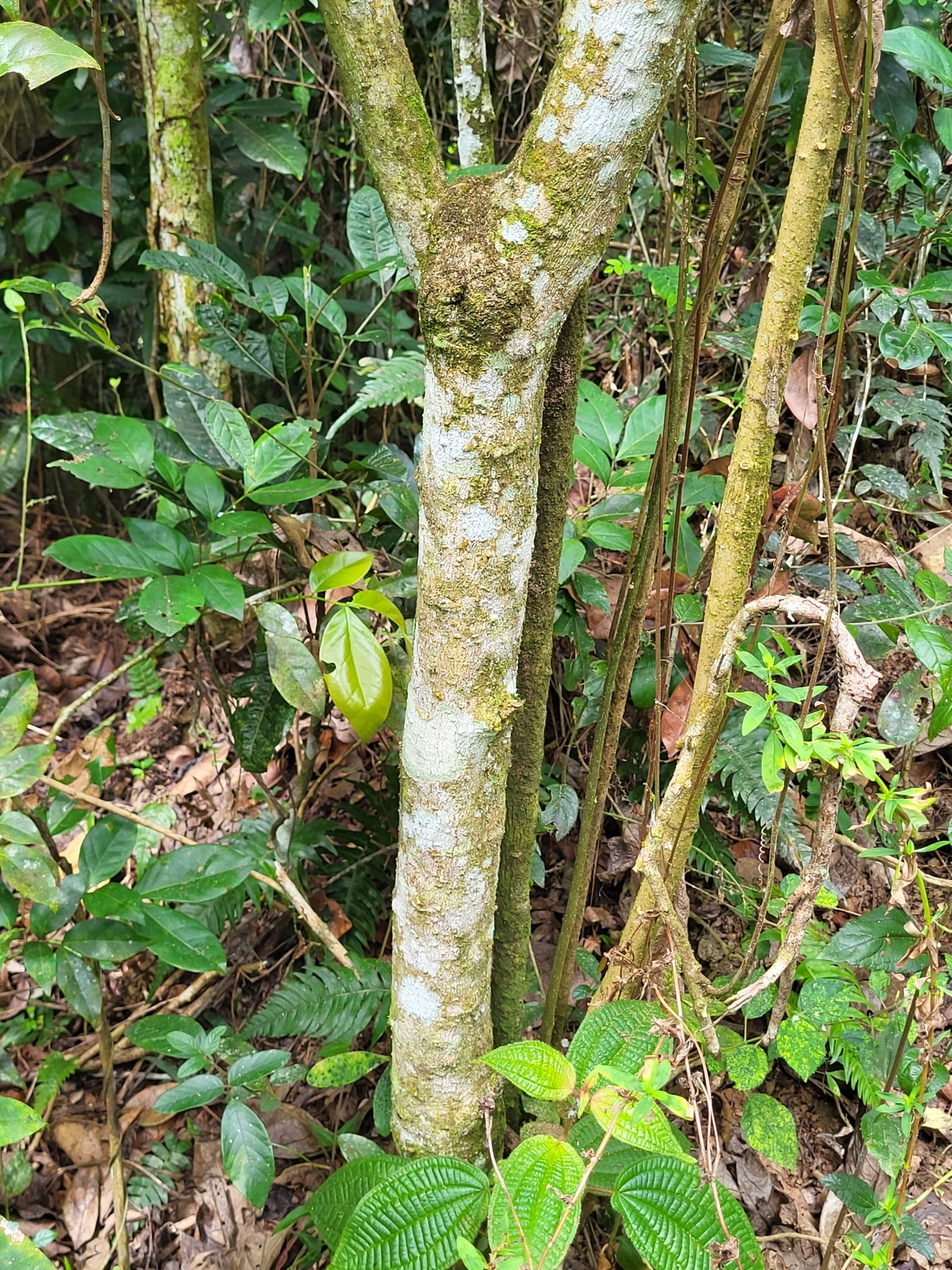 Imagem de Jurubeba
