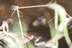 Caiman crocodilus fuscus