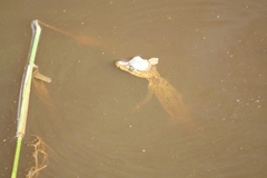 Caiman crocodilus fuscus