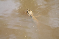 Caiman crocodilus fuscus
