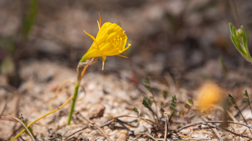 hoop-petticoat daffodil