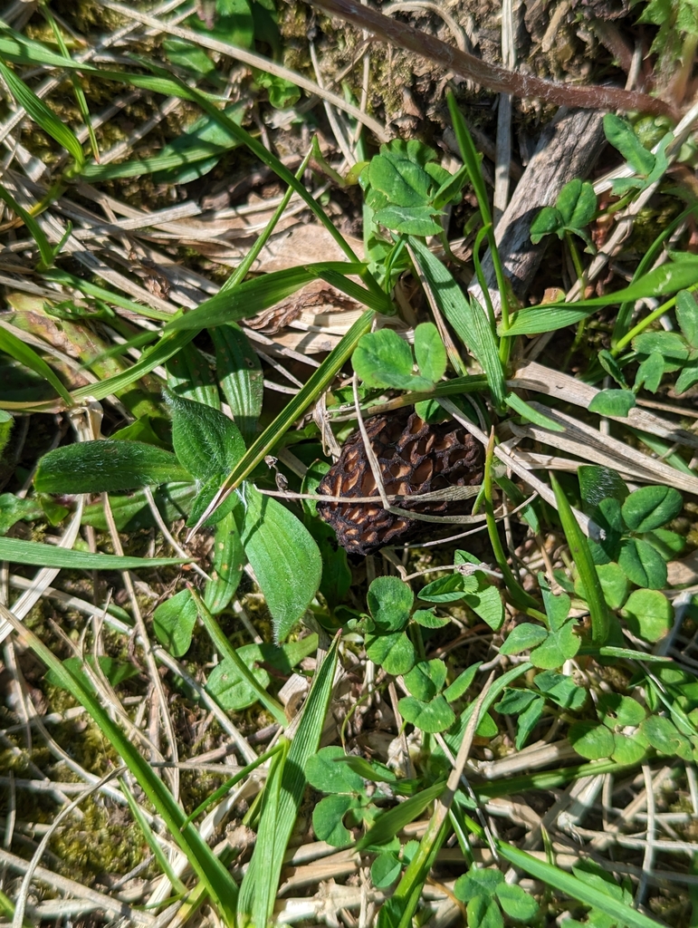 true morels in April 2023 by Kevin Young. Single morel growing in an