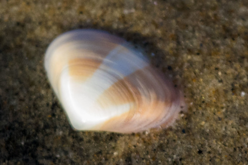 Pismo Clam