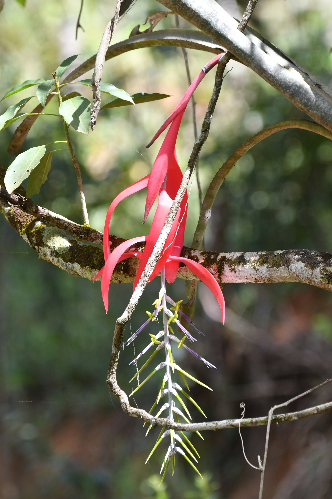 Billbergia porteana