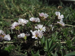 Androsace adfinis