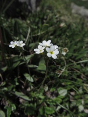 Androsace obtusifolia