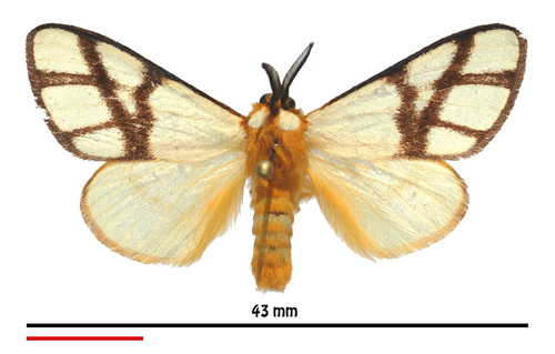 Banded Bagnest