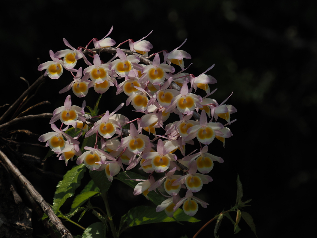 Dendrobium gratiosissimum