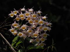 Dendrobium gratiosissimum