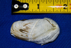 Penitella penita