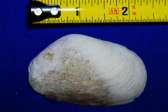 Platyodon cancellatus