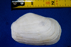 Platyodon cancellatus