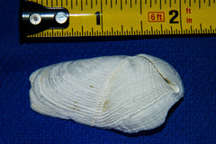 Penitella penita