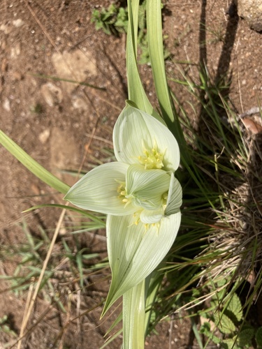 Colchicum striatum