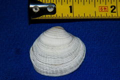 Chione undatella