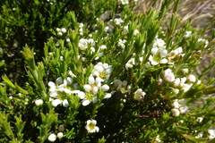 Diosma aspalathoides
