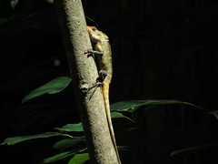 Calotes versicolor