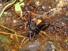 Vespa affinis