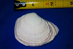 Semele decisa