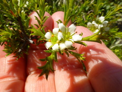 Diosma aspalathoides