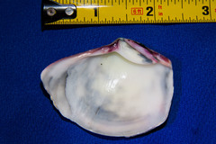 Semele decisa