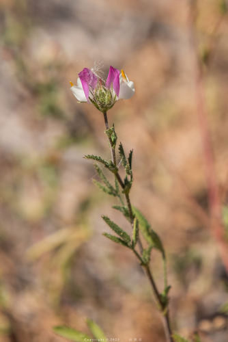 Ononis serrata