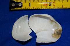 Platyodon cancellatus