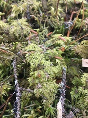 Hylocomium splendens image