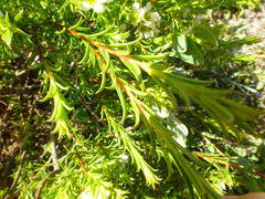 Diosma aspalathoides
