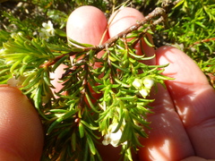 Diosma aspalathoides