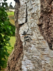 Aegorhinus phaleratus