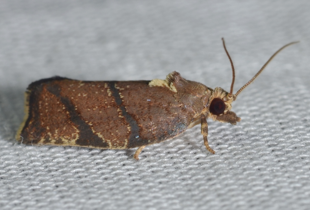 Hickory Leafroller Moth